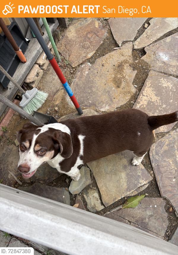 Found/Stray Male Dog last seen Beyer way, near the wing park, San Diego, CA 92154