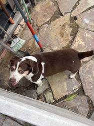 Found/Stray Male Dog last seen Beyer way, near the wing park, San Diego, CA 92154