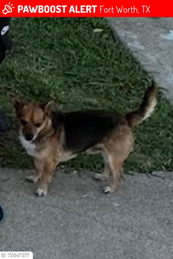 Lost Male Dog last seen Ramey ave in startup fort worth tx 76119, Fort Worth, TX 76119