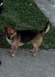 Lost Male Dog last seen Ramey ave in startup fort worth tx 76119, Fort Worth, TX 76119