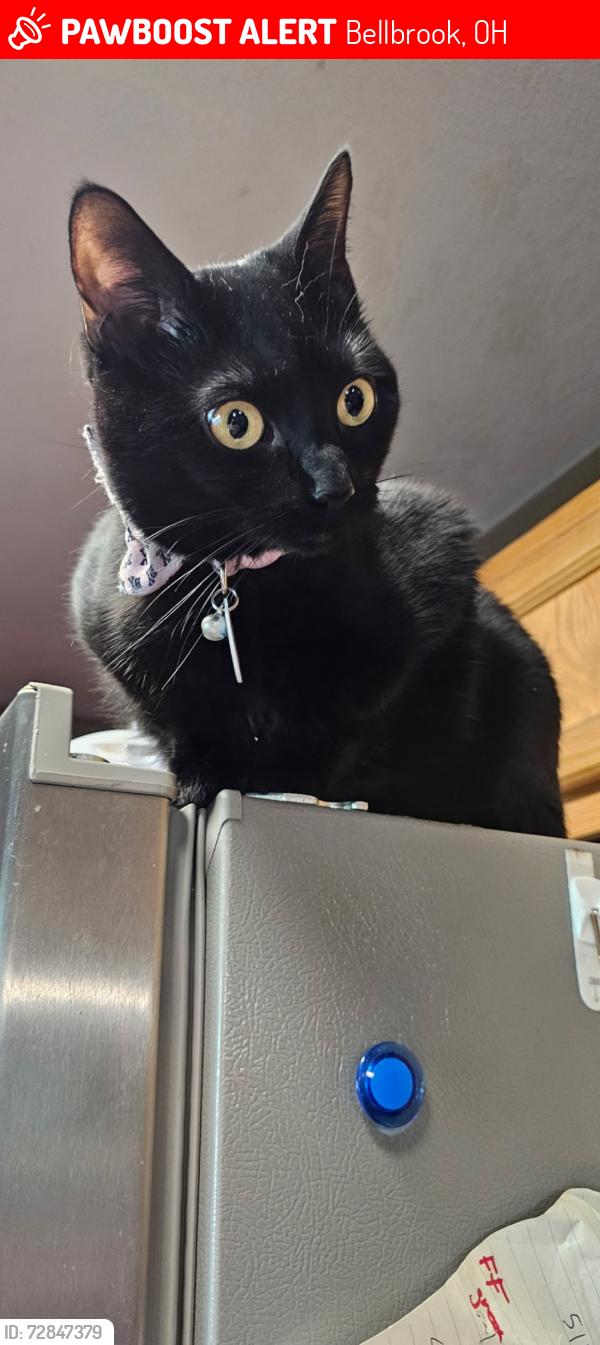 Lost Female Cat last seen Sackett-Wright Park, Bellbrook, OH 45305