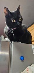 Lost Female Cat last seen Sackett-Wright Park, Bellbrook, OH 45305