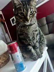 Lost Male Cat last seen Texas ln, Midland, MI 48642