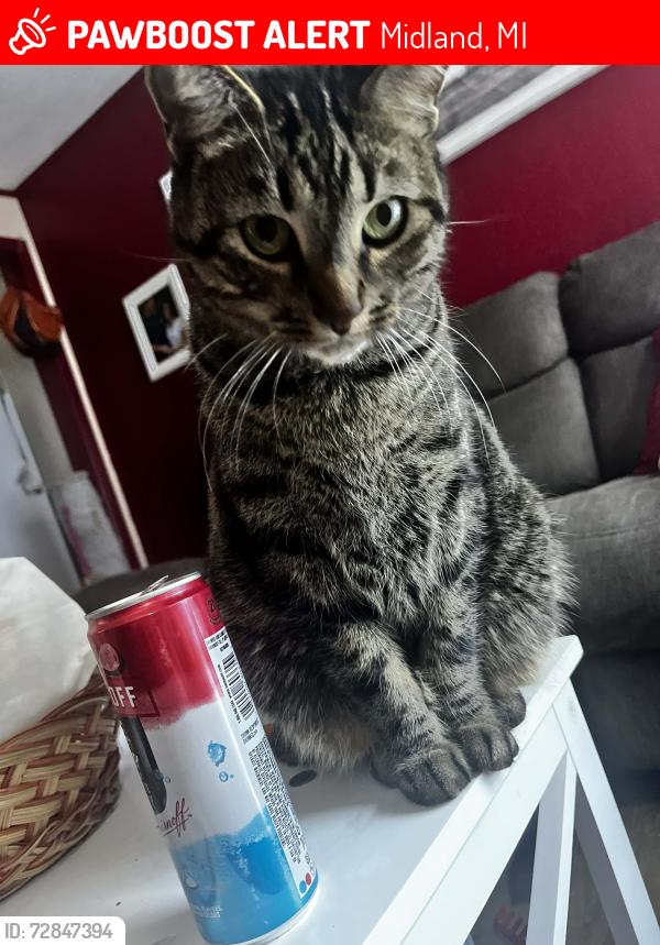 Lost Male Cat last seen Texas ln, Midland, MI 48642