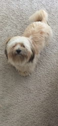 Reunited Male Dog last seen Duval Station Road and Sandwick Road, Jacksonville, FL 32218