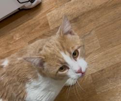 Reunited Male Cat last seen Nana and Manchester, Des Peres, MO 63131