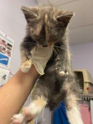 Shelter Stray Female Cat last seen Bexar County, New Braunfels, TX 78130