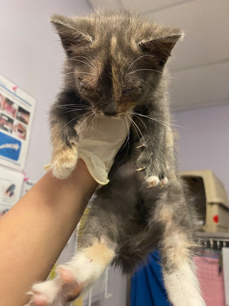 Shelter Stray Female Cat last seen Bexar County, New Braunfels, TX 78130