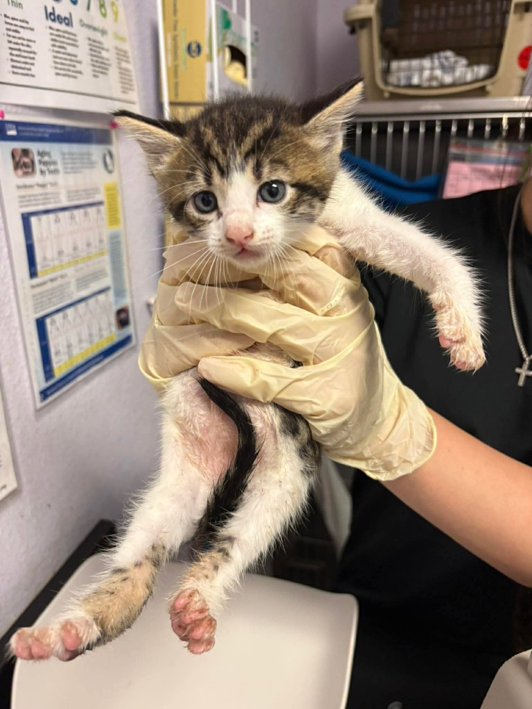 Shelter Stray Female Cat last seen Bexar County, New Braunfels, TX 78130