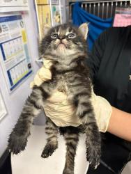 Shelter Stray Female Cat last seen Bexar County, New Braunfels, TX 78130