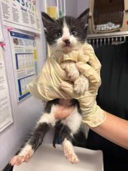 Shelter Stray Female Cat last seen Bexar County, New Braunfels, TX 78130
