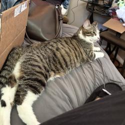 Lost Female Cat last seen wellham and furnace branch , Glen Burnie, MD 21061