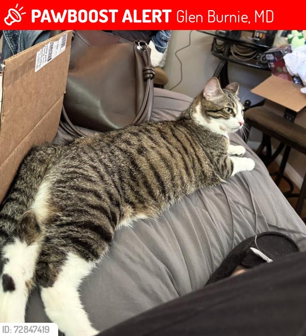 Lost Female Cat last seen wellham and furnace branch , Glen Burnie, MD 21061