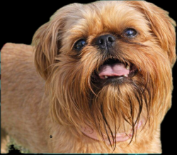 Lost Female Dog last seen Grand Bellagio in Clearwater, Florida near Bel-Airand frontage road, Clearwater, FL 33764