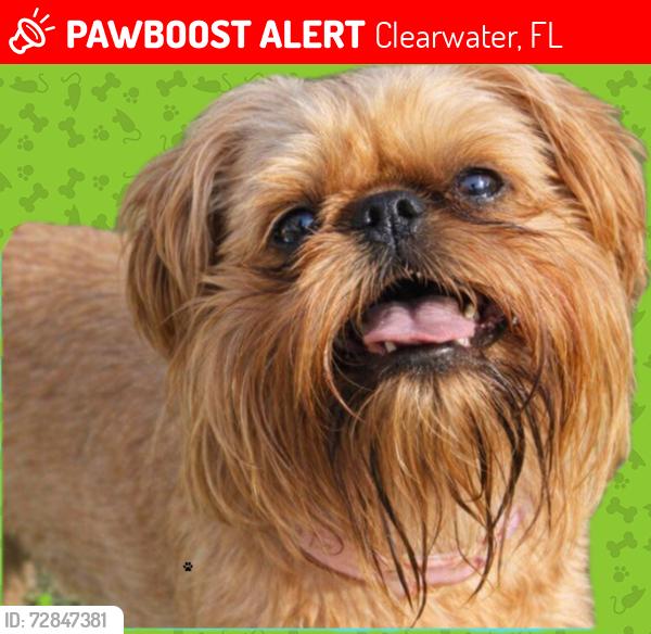 Lost Female Dog last seen Grand Bellagio in Clearwater, Florida near Bel-Airand frontage road, Clearwater, FL 33764