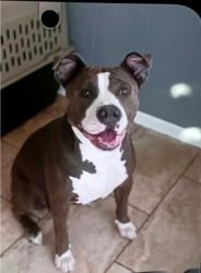 Lost Female Dog last seen Near W. 2995 South  West Valley City, UT, West Valley City, UT 84119