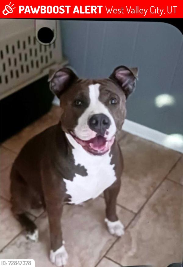 Lost Female Dog last seen Near W. 2995 South  West Valley City, UT, West Valley City, UT 84119