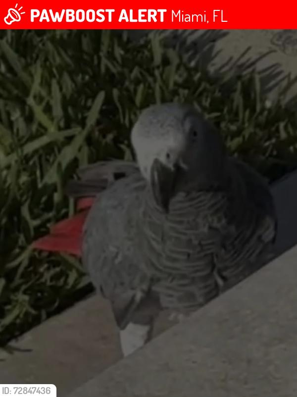Lost Unknown Bird last seen Sw 17 street 13th Ave , Miami, FL 33145