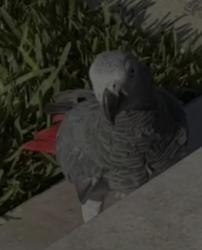 Lost Unknown Bird last seen Sw 17 street 13th Ave , Miami, FL 33145