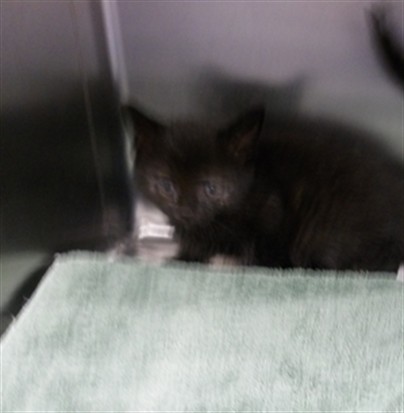 Shelter Stray Female Cat last seen , 11361 W Pico Blvd, Los Angeles, CA 90064, USA