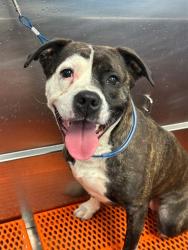 Shelter Stray Female Dog last seen Near BLOCK S CLAY ST, Watterson Park, KY 40218