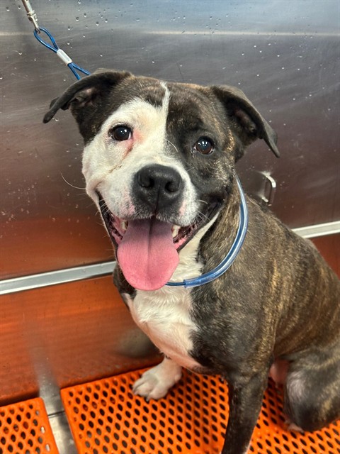 Shelter Stray Female Dog last seen Near BLOCK S CLAY ST, Watterson Park, KY 40218