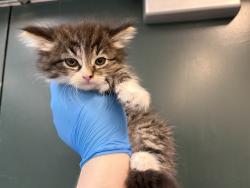 Shelter Stray Female Cat last seen Near BLOCK ROYAL TROON, Thousand Palms, CA, USA
