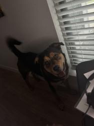 Lost Female Dog last seen Fm78 and Foster near Woodlawn, San Antonio, TX 78218