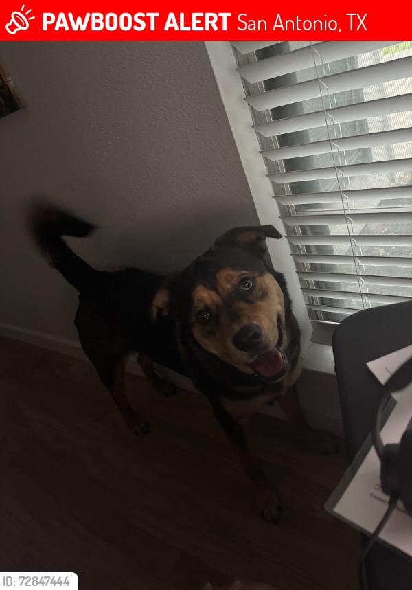 Lost Female Dog last seen Fm78 and Foster near Woodlawn, San Antonio, TX 78218