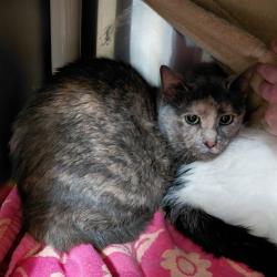 Shelter Stray Female Cat last seen WESTVIEW DR NW, Huntsville, AL 35805
