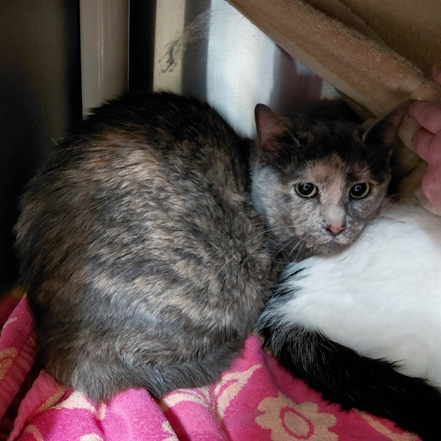 Shelter Stray Female Cat last seen WESTVIEW DR NW, Huntsville, AL 35805