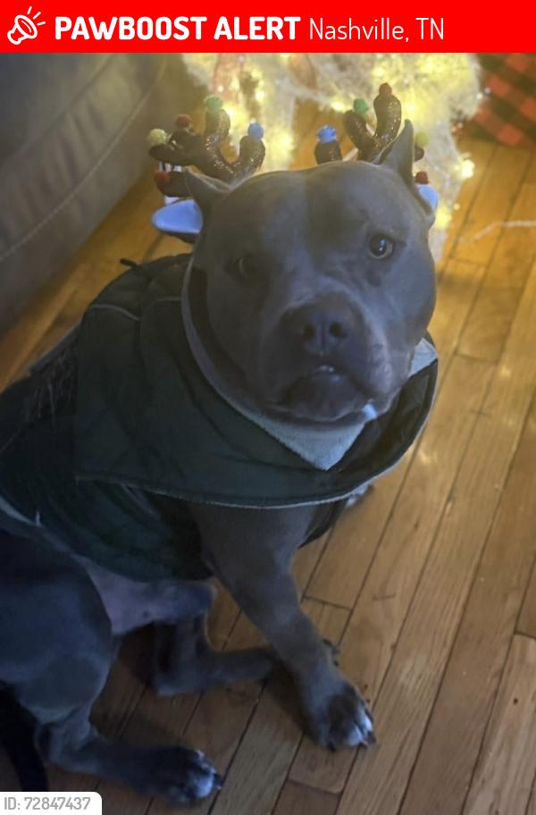 Lost Male Dog last seen Village trail, Nashville, TN 37207