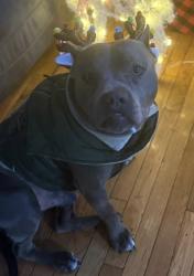 Lost Male Dog last seen Village trail, Nashville, TN 37207