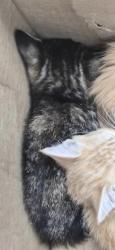 Shelter Stray Female Cat last seen Near BLOCK WULSTEIN AVE KERNVILLE CA 93238, Lake Isabella, CA 93240