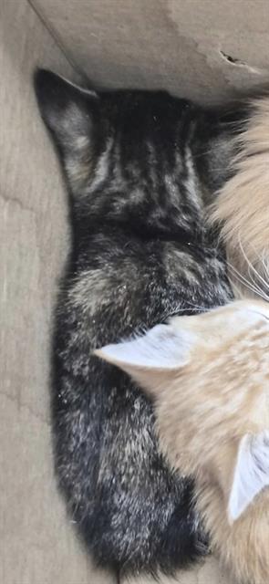 Shelter Stray Female Cat last seen Near BLOCK WULSTEIN AVE KERNVILLE CA 93238, Lake Isabella, CA 93240