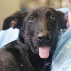 Shelter Stray Male Dog last seen Near BLOCK MELLISSA SUE, San Antonio, TX 78227