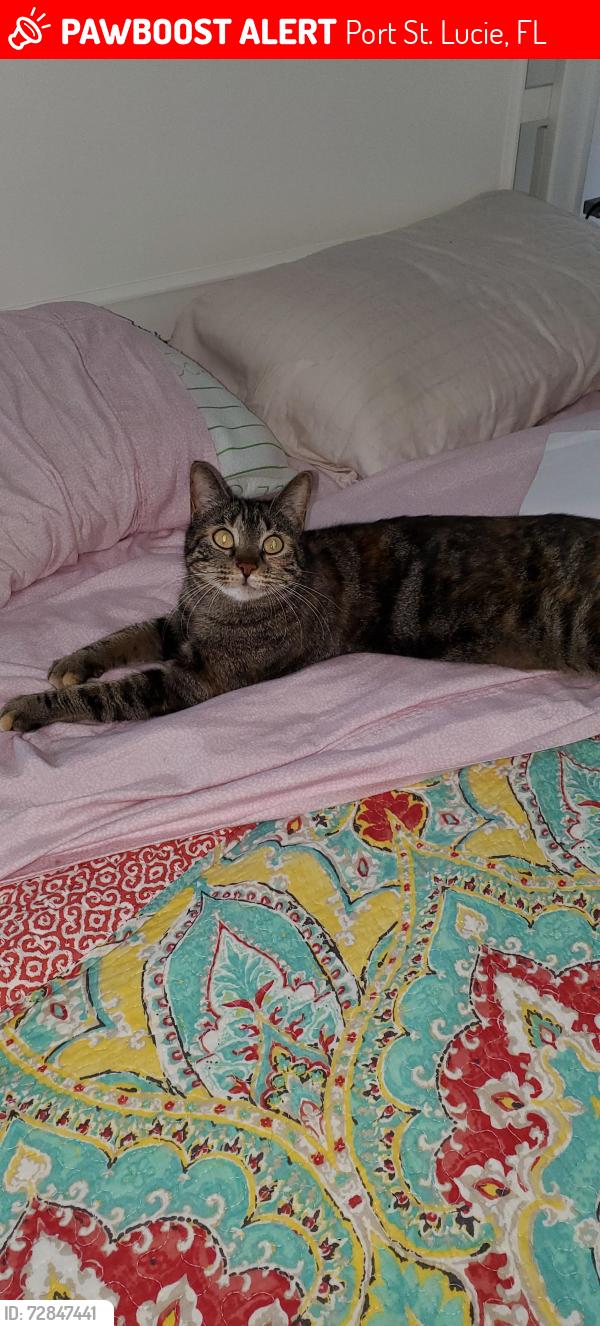 Lost Female Cat last seen westmoreland and morningside, Port St. Lucie, FL 34952