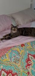 Lost Female Cat last seen westmoreland and morningside, Port St. Lucie, FL 34952