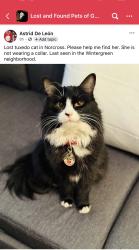 Lost Female Cat last seen Jimmy Carter and Wintergreen Rd., Gwinnett County, GA 30093