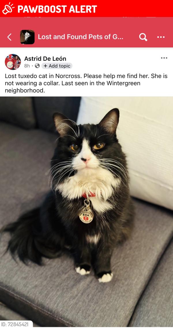 Lost Female Cat last seen Jimmy Carter and Wintergreen Rd., Gwinnett County, GA 30093