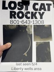 Lost Male Cat last seen Near E Bryan Avenue, Salt Lake City, UT 84115
