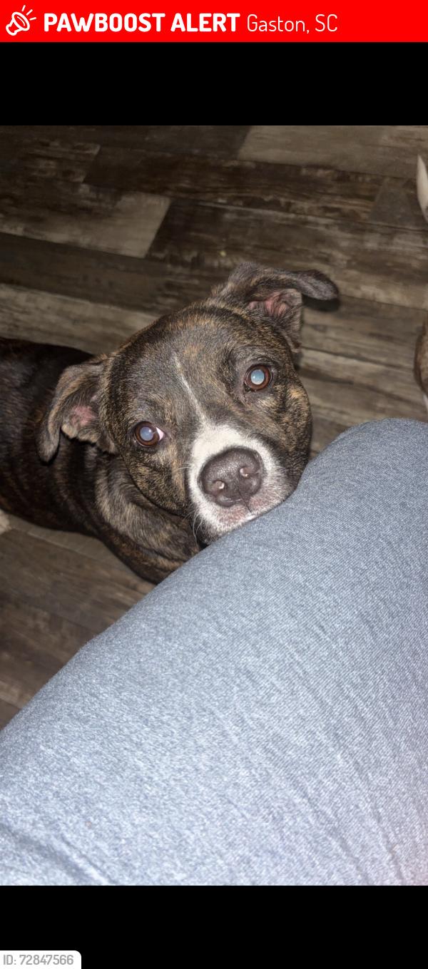 Lost Female Dog last seen Olin rikard and sharpes hill road, Gaston, SC 29053