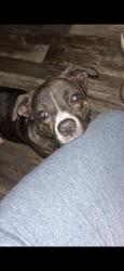 Lost Female Dog last seen Olin rikard and sharpes hill road, Gaston, SC 29053