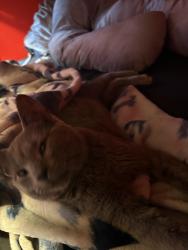 Found/Stray Male Cat last seen E tuscarawas ave and 3rd st, Barberton, OH 44203