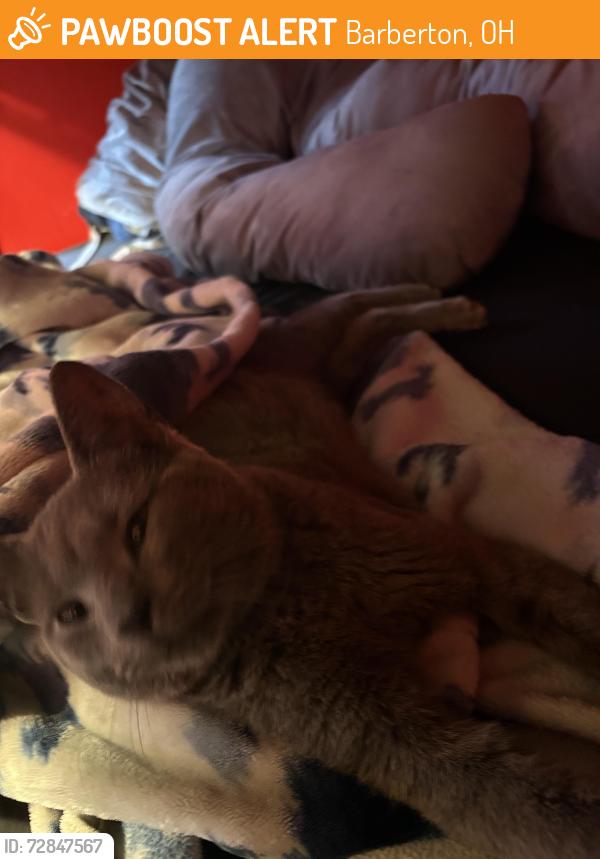 Found/Stray Male Cat last seen E tuscarawas ave and 3rd st, Barberton, OH 44203