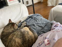 Found/Stray Female Cat last seen E street, Taft, CA 93268
