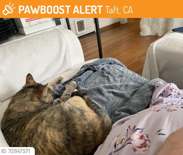 Found/Stray Female Cat last seen E street, Taft, CA 93268
