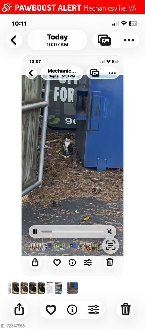 Lost Female Cat last seen Creighton Rd, mech va, Mechanicsville, VA 23111
