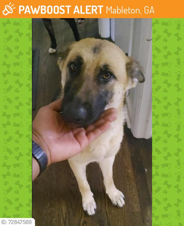 Found/Stray Female Dog last seen Old Alabama Road & Pisgah Road, Mableton, GA 30126