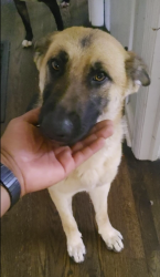 Found/Stray Female Dog last seen Old Alabama Road & Pisgah Road, Mableton, GA 30126